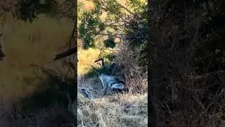 Шакалы нападают на гигантского питона в дикой природе!