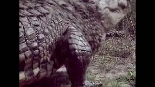 Eyewitness VR Dinosaur Hunter - Fossilized Skin