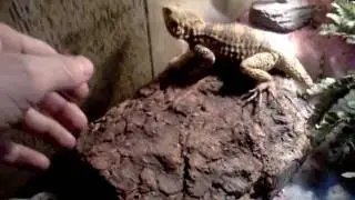 Painted Agama Dragons *rescue and introduction*