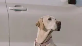 Dog tested. Dog Approved. Houston, TX | Gillman Subaru North