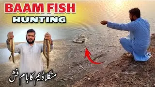Baam Fish Hunting In Mangla Dam | Mangla Dam Fishing | Unique Style Fish Hunting