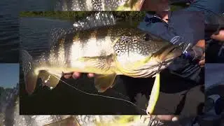 ISCA NELSON NAKAMURA ZAP 90 - LOJA ANGLER BRASIL