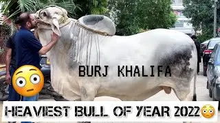 Jahanzeb Bhai k Janwar 🙈🐮