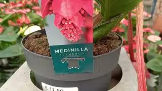 AMAZINGLY UNUSUAL BEAUTIFUL PLANTS BELGIUM УДИВИТЕЛЬНО НЕОБЫЧНЫЕ КРАСИВЫЕ РАСТЕНИЯ БЕЛЬГИЯ