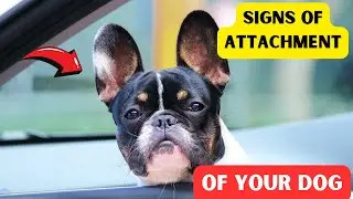 7 SIGNS THAT YOUR DOG HAS EMOTIONAL ATTACHMENT TO YOU! (Not with Everyone)