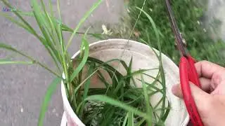 Tips gutload jangkrik kalo gk ada sampah sayur