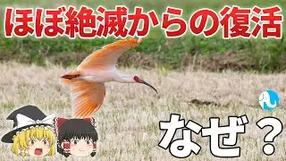 ほぼ絶滅したトキがなぜ7羽から復活できたのか！？