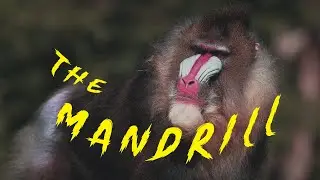 The Biggest Monkey in the World