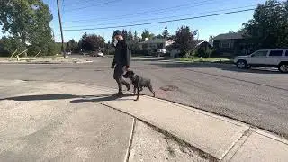 Kilo Learns Recall, Tone Recall, how to teach E-Collar Recall