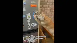 Cats curiosity.😭🤣#funnycats #funnyanimals #petvideos #cat #funny #fyp #usa #cats