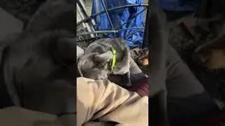 Undersocialized Blue Lacy Mix attempts to bite with little escalation or warning