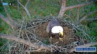 Berry College Eagles ~ Ma Berry Ends The Day At The Nest, Nov 5, 2017
