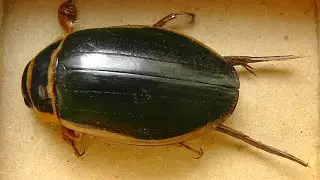 Dytiscus marginalis (плавунец окаймлённый)