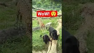 Unexpected Twist in Lion || Fight  Brutal Clash!🔥🦁