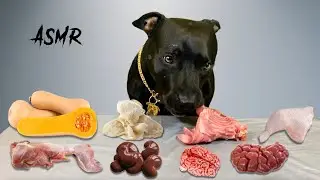 ASMR Mukbang | Hero the Pit bull eating raw meat with bones
