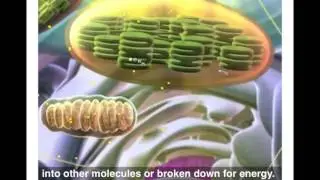 MOLB 3000 Lecture 2 PART II