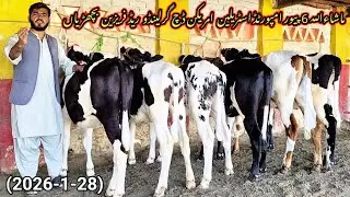 PK Janwar Tv || 6 imported Australian Friesian Jersey Bachria| Fresh Rate Update||28 January 2026|