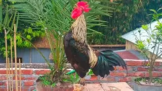 rooster calling sound effects video