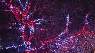 The Most Amazing Denver Botanic Gardens Blossoms of Light Tree 2025 (Landscape)