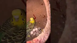 Budgie chicks is no more 🥲 #ardailypetvlogs #budgies #petshorts