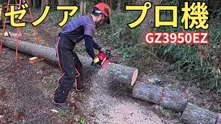 薪作り　ゼノアGZ3950EZで杉の木を倒して玉切り