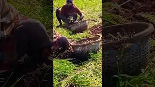 #Onion harvesting  #in village #tamil #workers