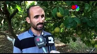 خارطة الحمضيات