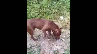 Pit Monster Dog #lekthebestkennel