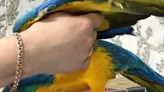 Сине-желтая Ара
