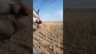 Ловля щеглов!