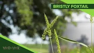 Weed of the Week #1085 Bristly Foxtail (Air Date 1-20-19)