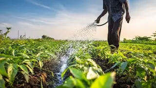 The process of watering plant seedlings using a water hose -Agriculture farming 