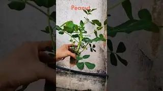 Peanut Dutch Bucket | Hydroponic #shortsfeed #channelpages #garden #hydroponics #asmr #shorts