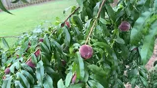 Why you should always thin out your fruit trees!