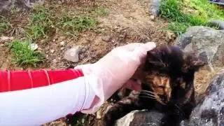 Save A Gato