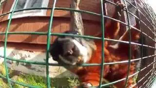Wiewi&oacute;rka Tr&oacute;jbarwna - Prevost squirrel (Callosciurus prevostii)