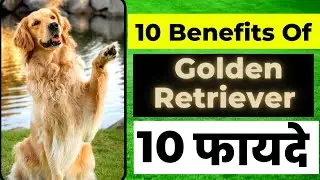 10 Benefits Of Golden Retriever | Golden Retriever के दस फायदे