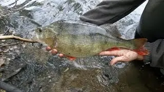Enorme perche commune 46cm + saumon de fontaine 40cm