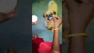#ice cream 🍨 eating Baby😍#vomiting treatment #bitepuppy