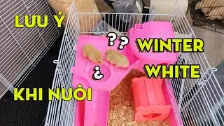 Các lưu ý khi nuôi chuột hamster Winter White