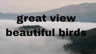 European Robin and great Tit sounds 