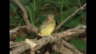 Ask a TRCA Biologist: Breeding Birds in Toronto and Region