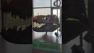 Daspletosaurus Skeleton - Cincinnati Museum Center #daspletosaurus #museumcollections #shortsfeed