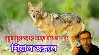 জংগলের মাঝে হটাৎ শিয়াল 
