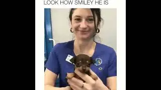 Unleashed Giggles: Hilarious Cat and Dog Fails | #funnyanimals