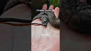 TrollFace Memes Edit Viper Snake ☝🏻💀 #trollface #memes #edit #funnymemes #memeedit #shorts #fyp