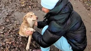 My Hand, his Paw... Stray Dog Fell in Love with Woman who feeds him