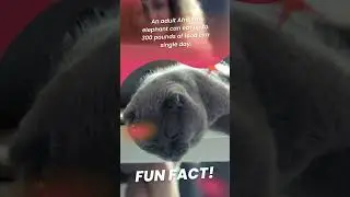CRAZY FUN FACT!!!!! #WOW #funfact #fact
