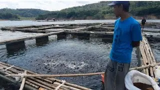 Mengenal budidaya ikan mas di keramba jaring apung Waduk cirata