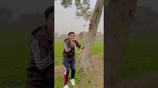 World most dangerous poisonous snake caught from the forest #snakecatching #viral #youtubeshorts